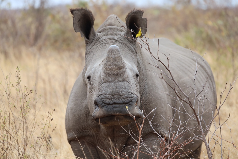 White rhino at Matobo National Park