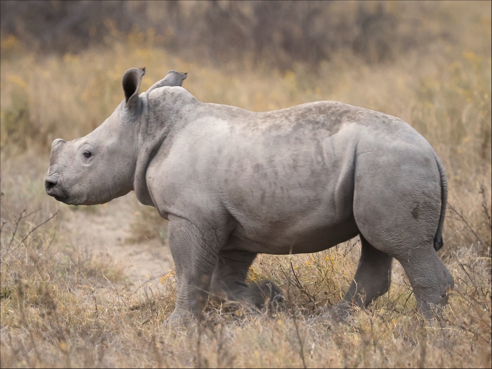 White Rhinoceros baby