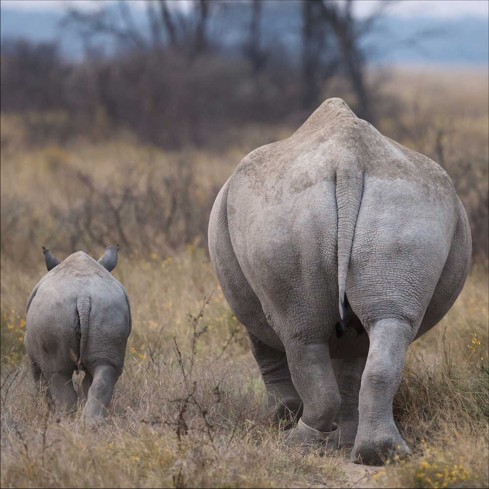 White Rhinoceros butts