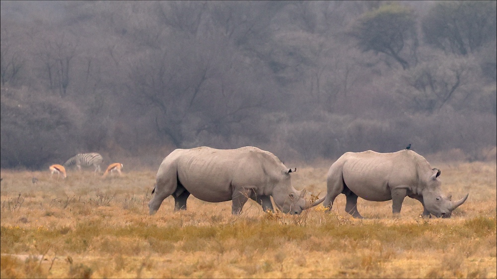 White rhinos in the plains