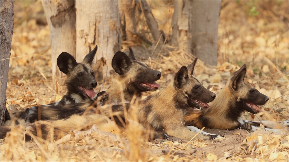 Wild dog pups