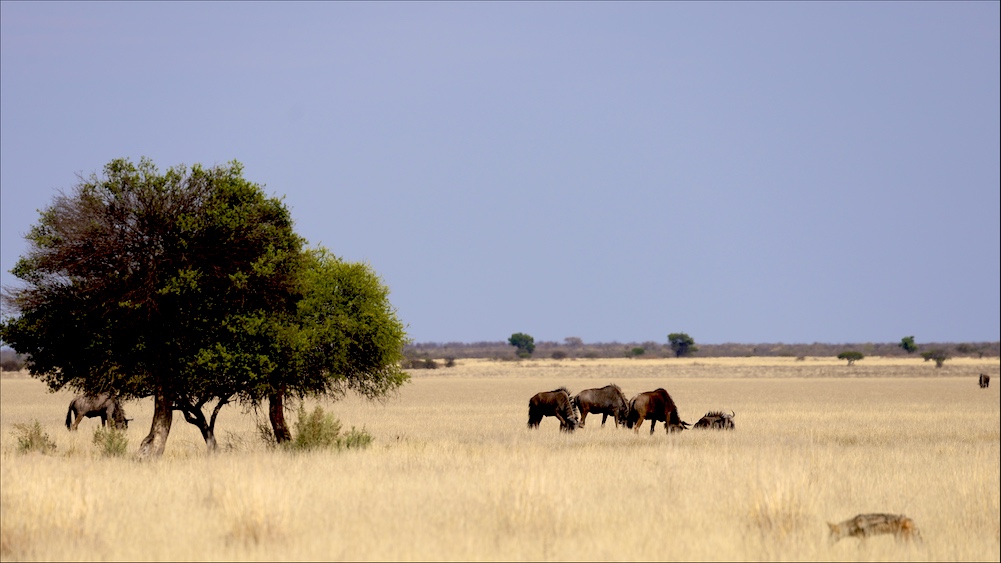 Wildebeest in Piper Pan with black-backed jackal