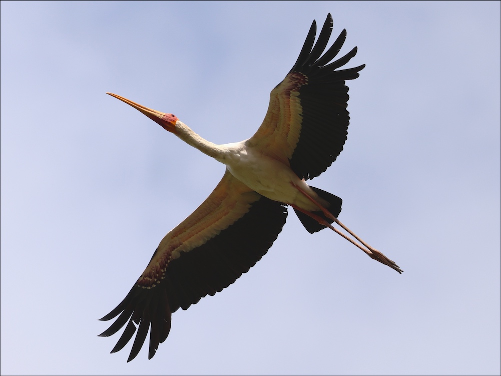 Yellow-billed Stork