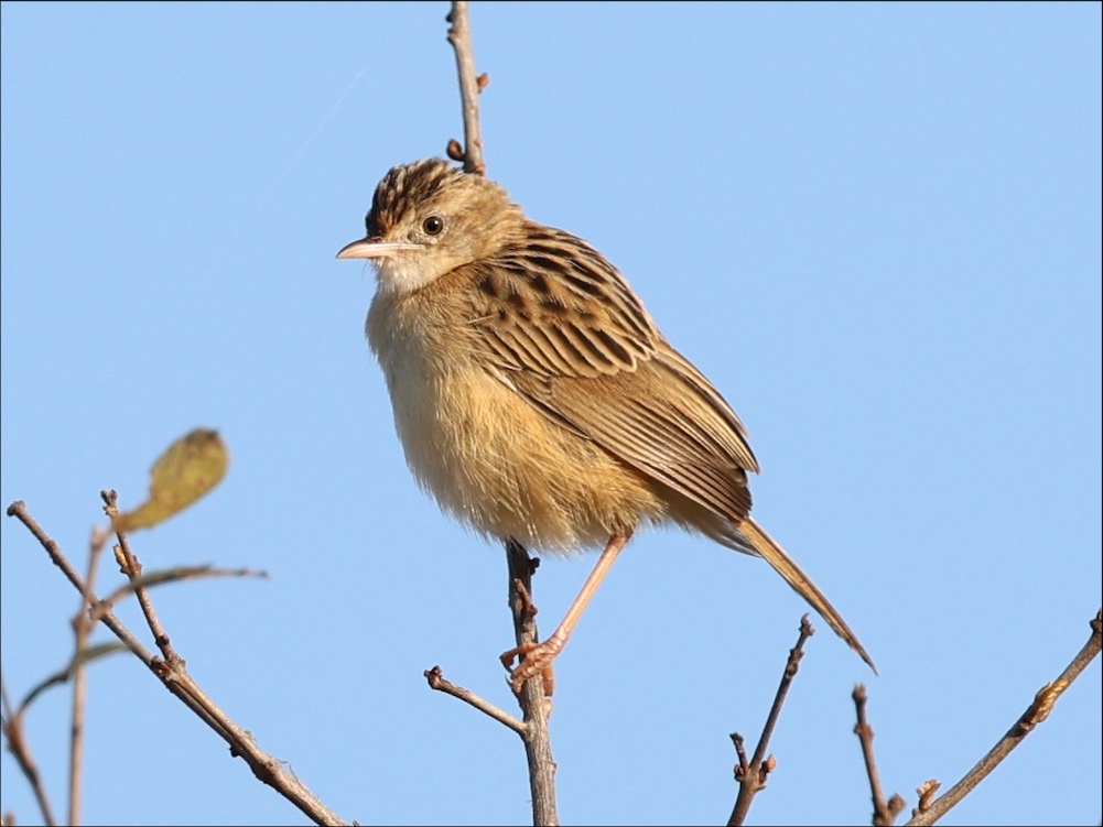 Zitting Cisticola