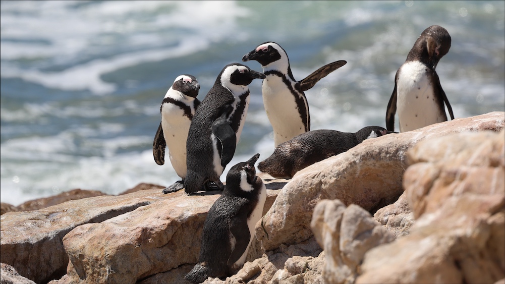African Penguins at Stony Point