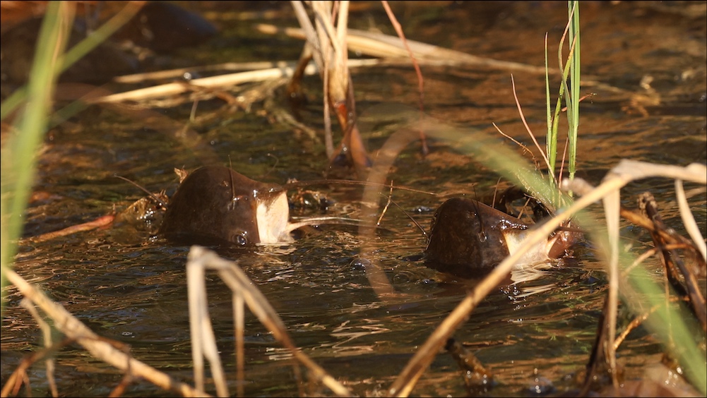 African Sharptooth Catfish