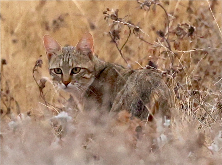 African Wildcat