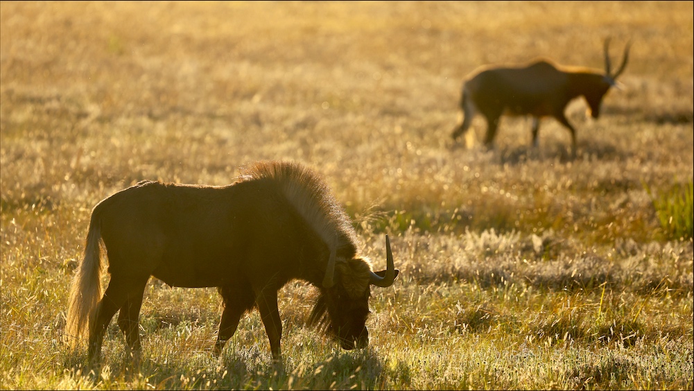Black Wildebeest and blesbok at sunset