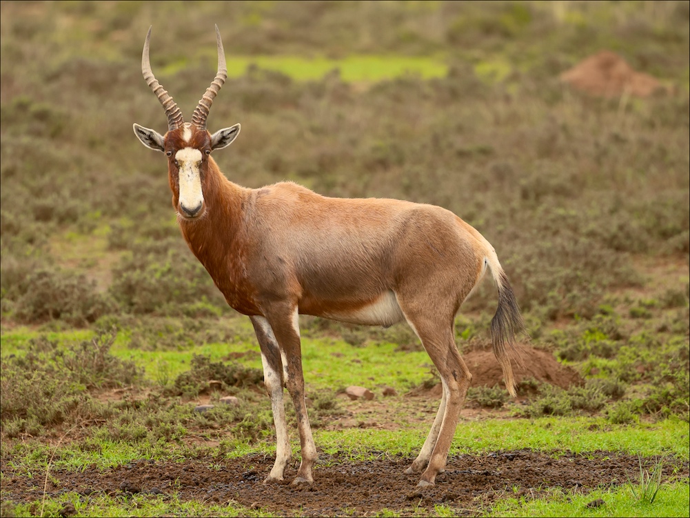 Blesbok
