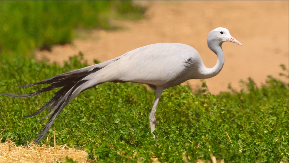 Blue Crane
