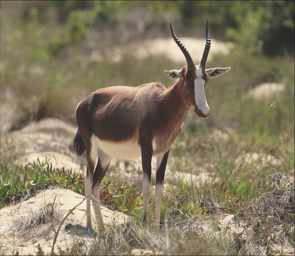 Bontebok