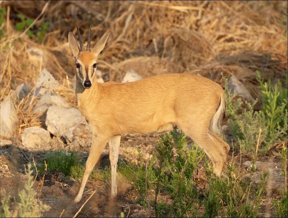 Bush Duiker male