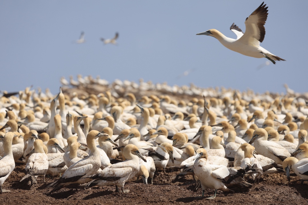 Cape Gannet colony with bird landing