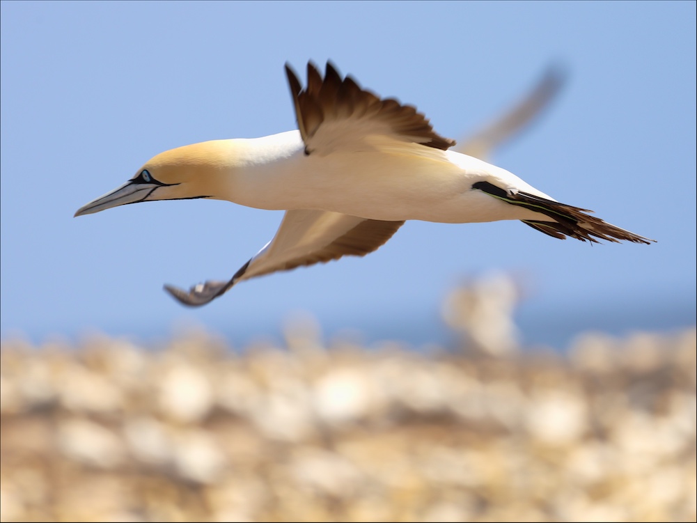 Cape Gannet flying over colony