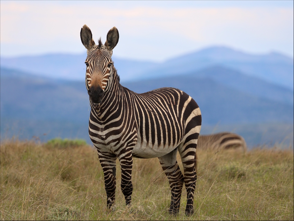 Cape Mountain Zebra