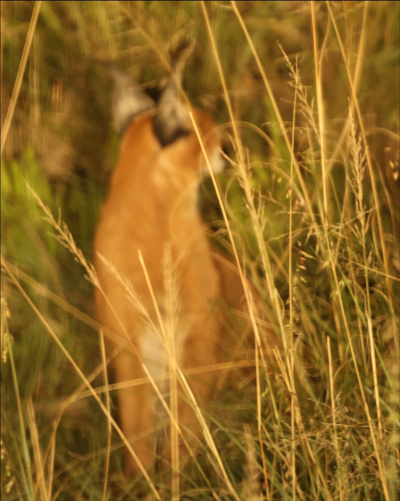 Caracal