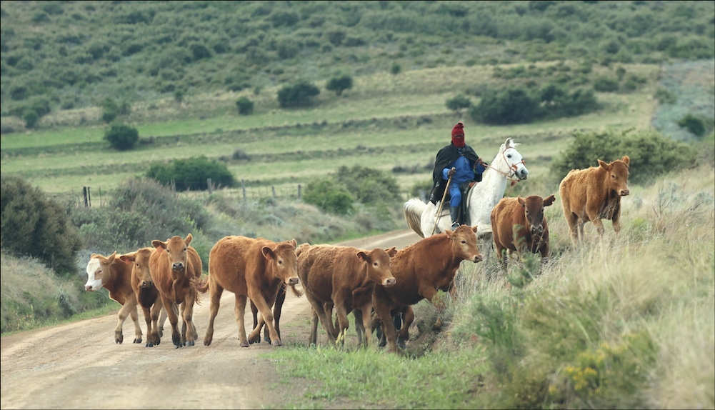 Cowboy in the Drakensberg foothills