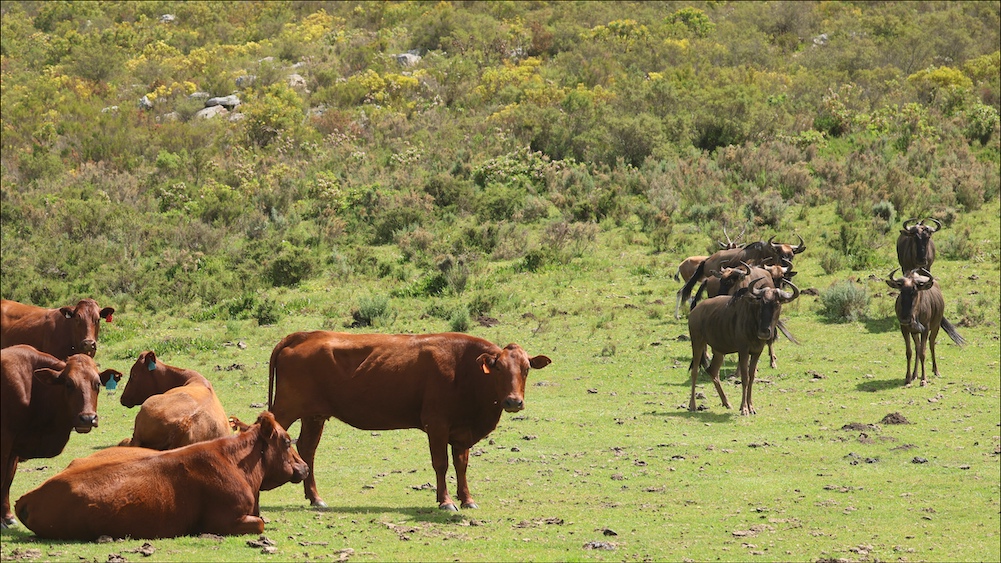 Cows, wildebeest, and springbok
