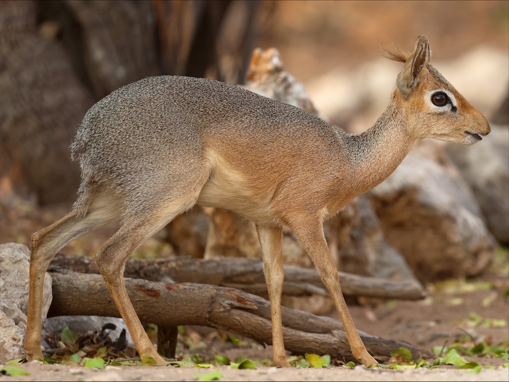 Damara Dik-dik