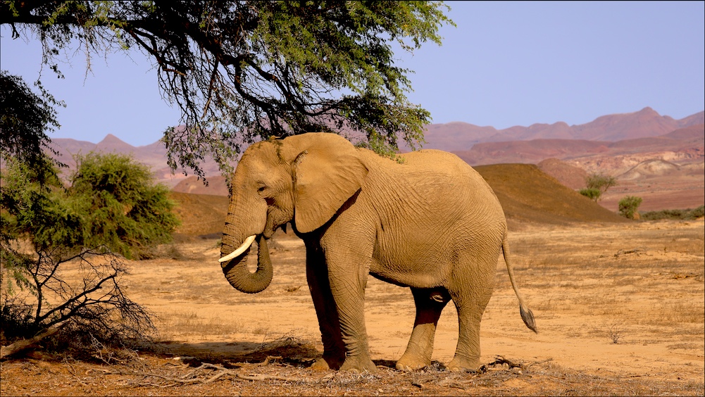 Desert-adapted African elephant bull