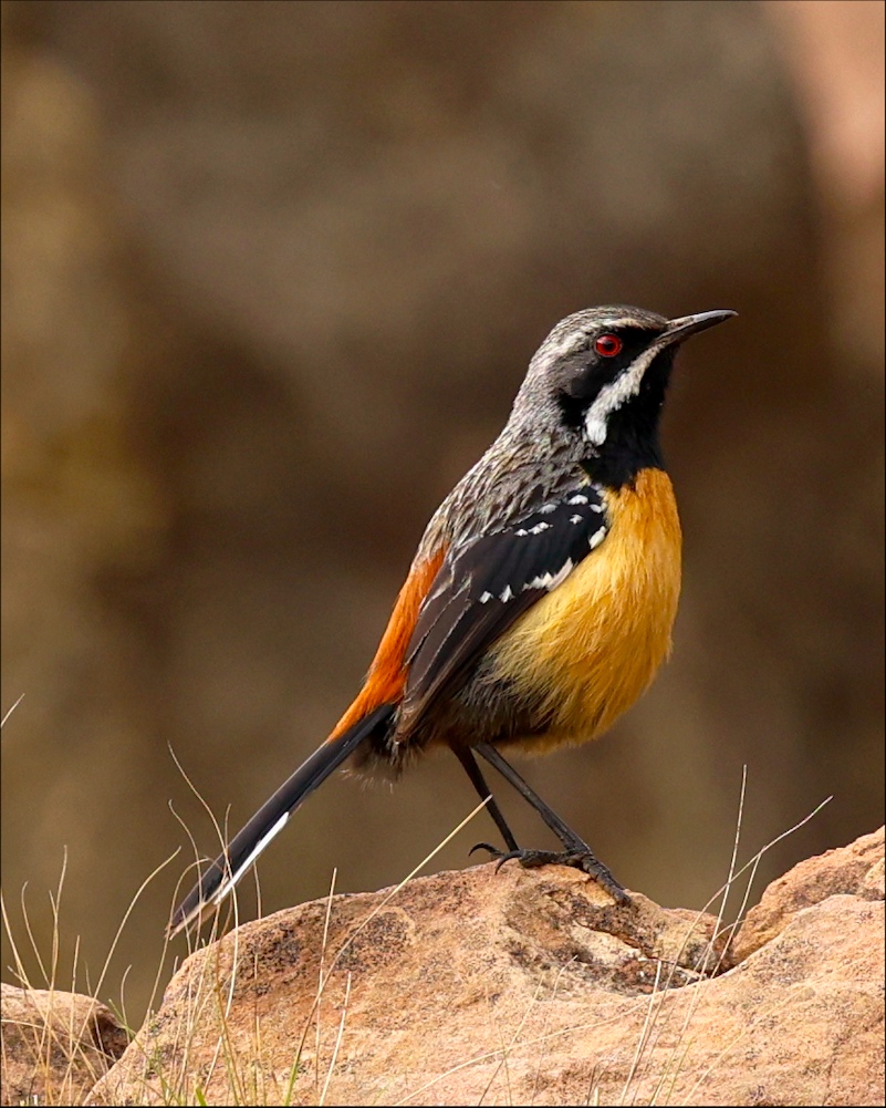 Drakensberg Rockjumper