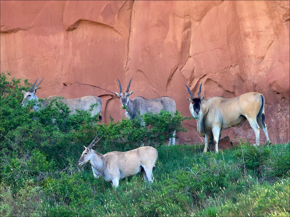 Eland by the cliff wall