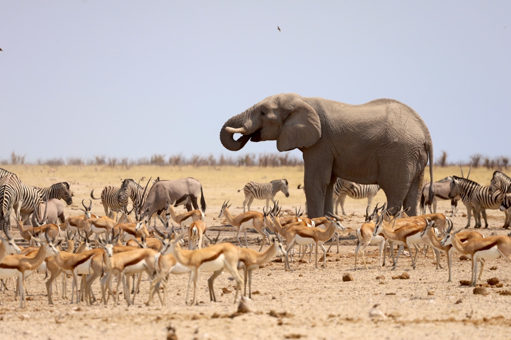 Elephant takes over the water hole