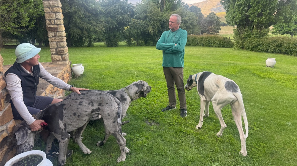Farm owner Joe introduces us to his three Great Dane boys