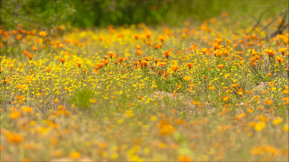 Gazania flower meadow