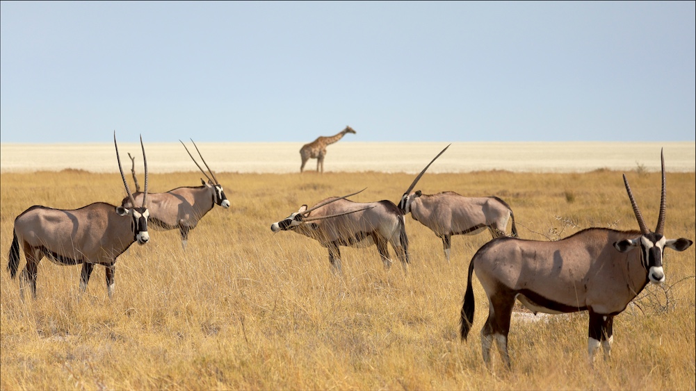 Gemsbock herd with giraffe