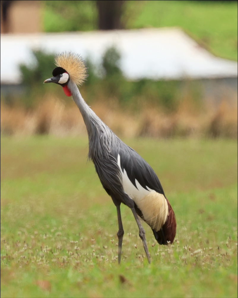 Gray Crowned-Crane