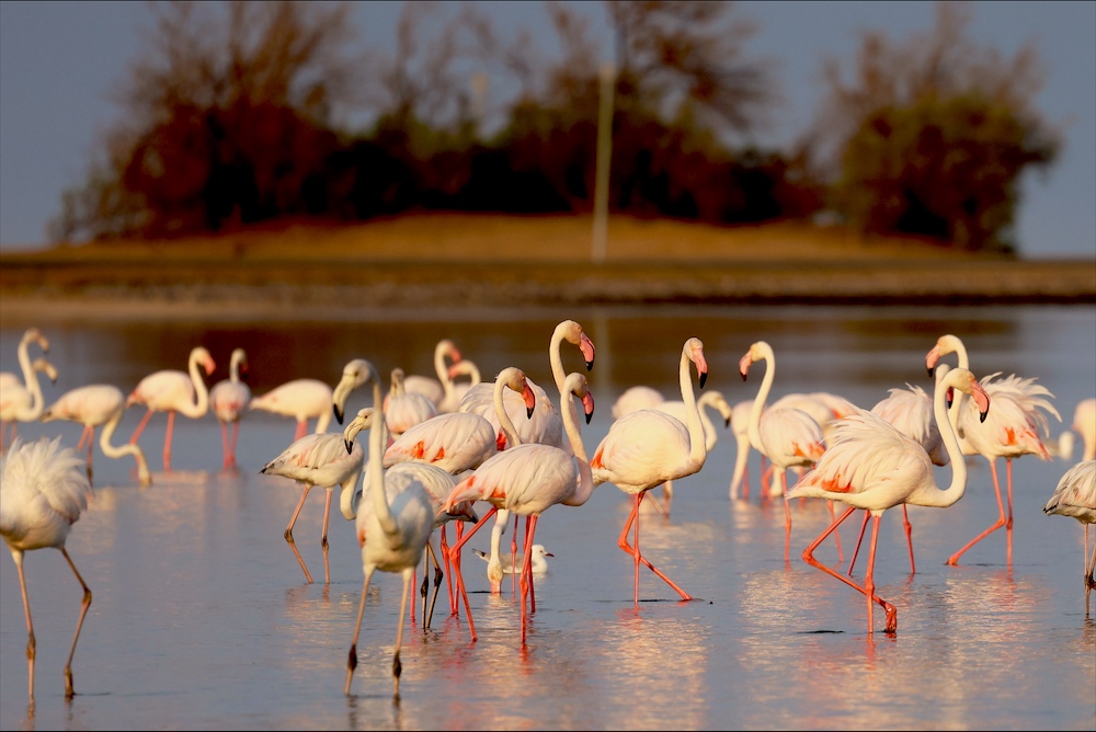 Greater Flamingos at Walvis Bay Lagoon