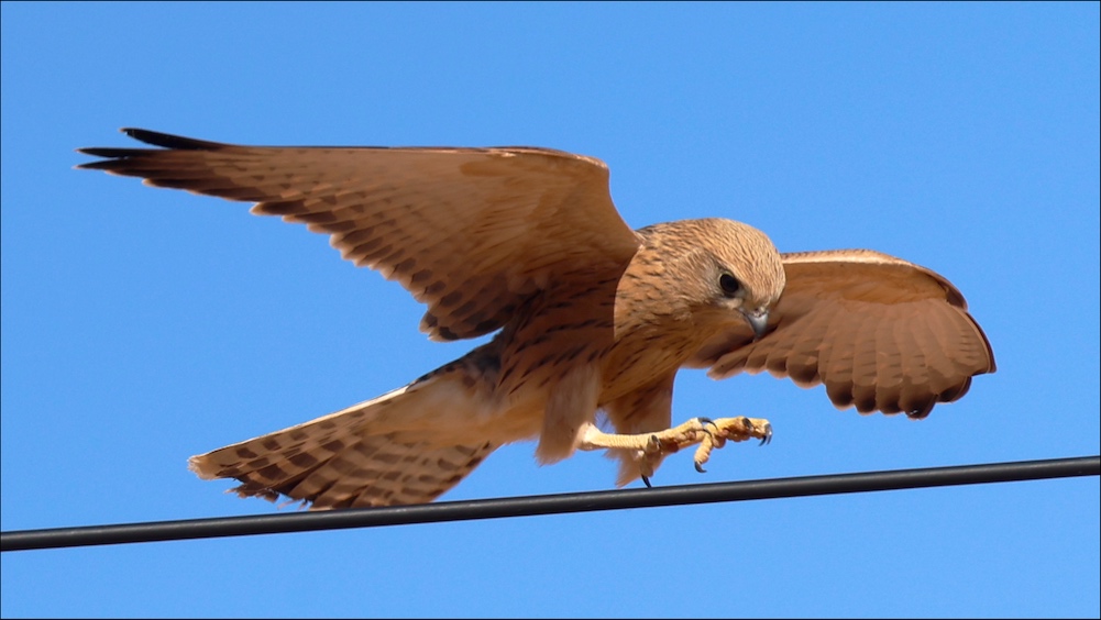 Greater Kestrel landing on wire