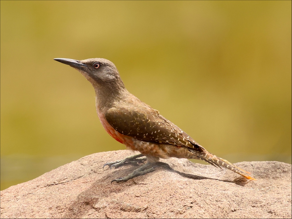 Ground Woodpecker