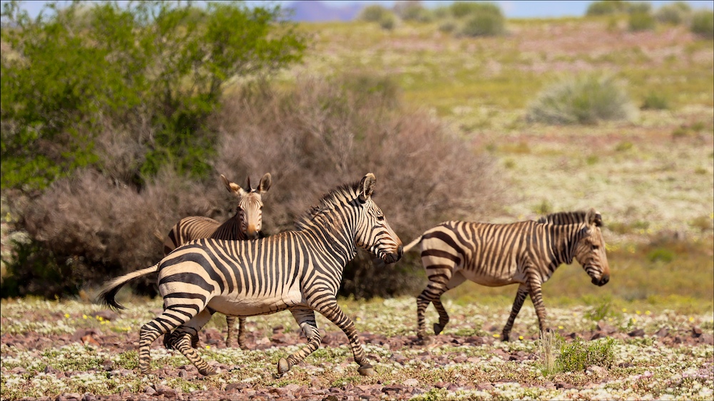 Hartmann's Mountain Zebra in Fish River Canyon