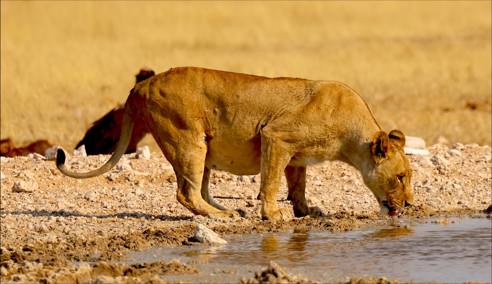 Lioness drinking water