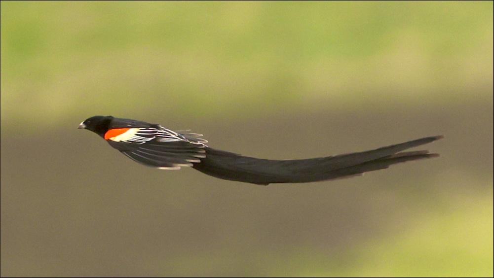 Long-tailed Widowbird in flight