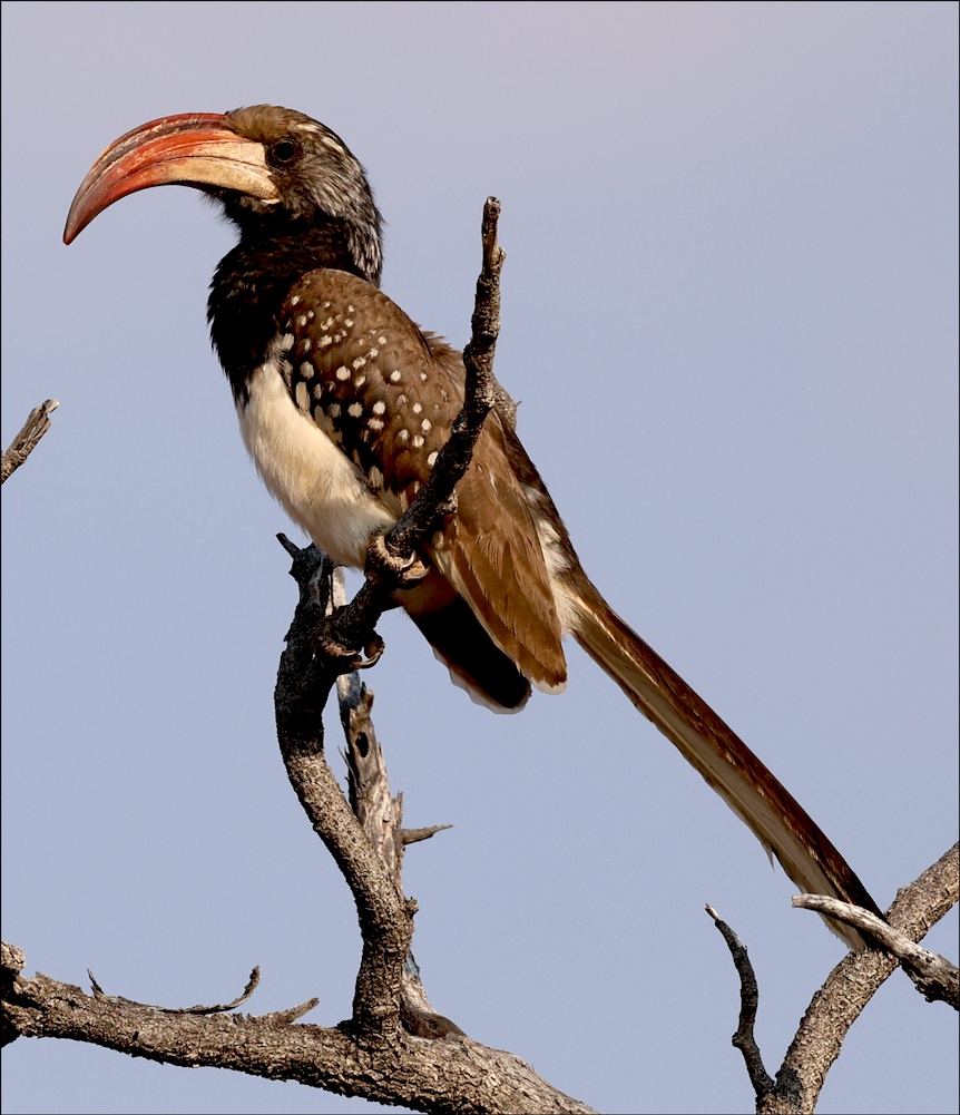 Monteiro's Hornbill