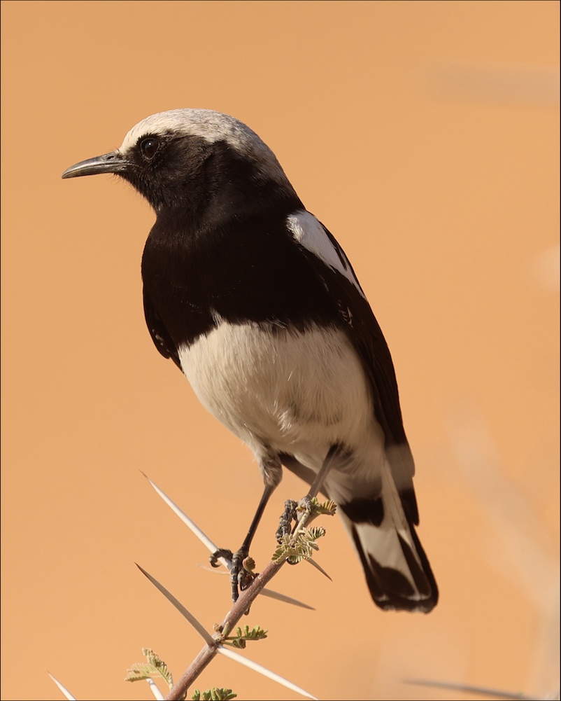 Mountain Chat