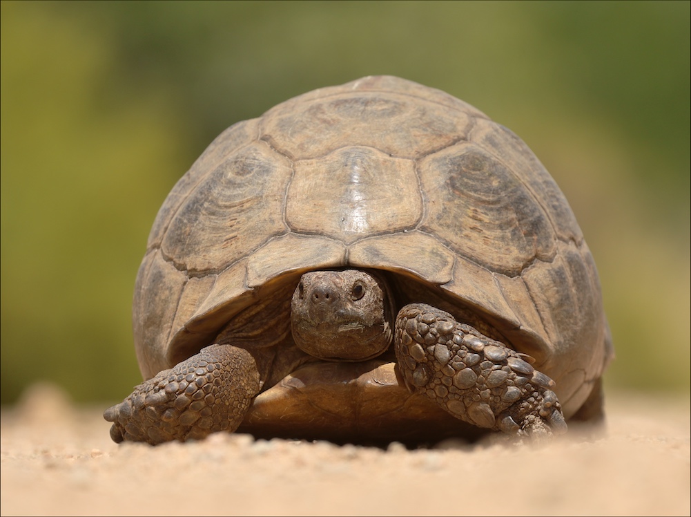Old Leopard Tortoise