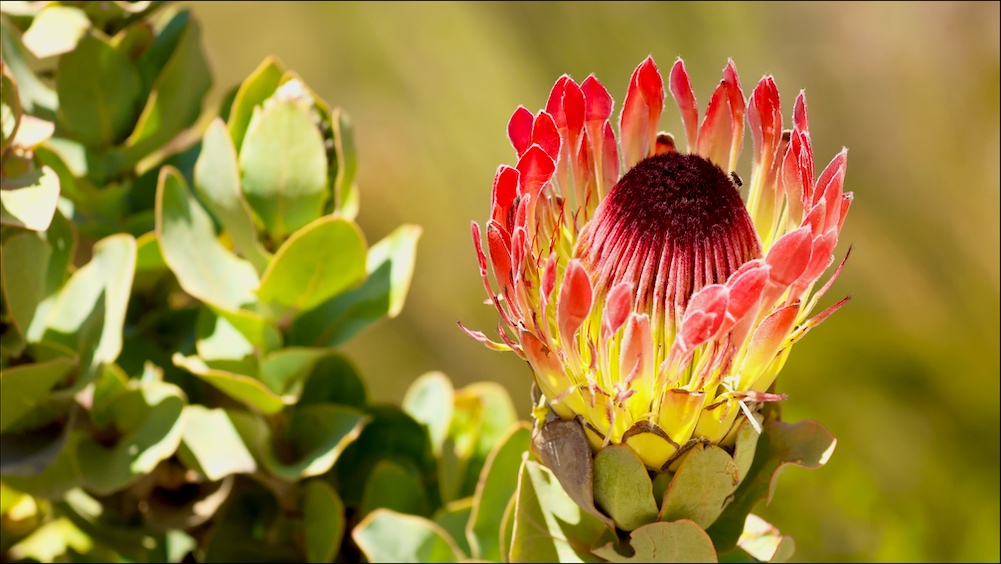 Protea flower