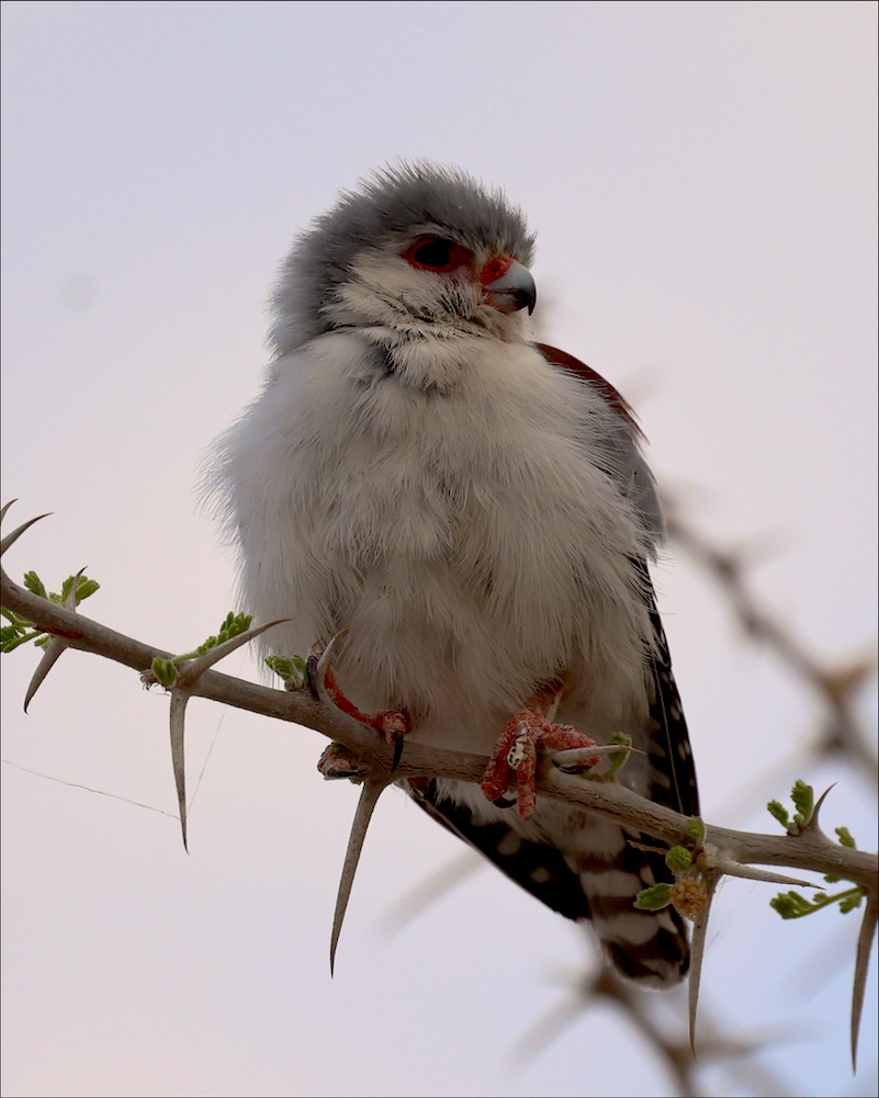 Pygmy Falcon