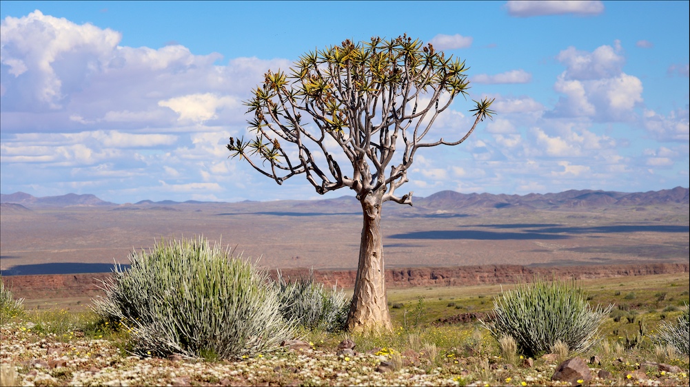 Quiver tree near Fish River Canyon
