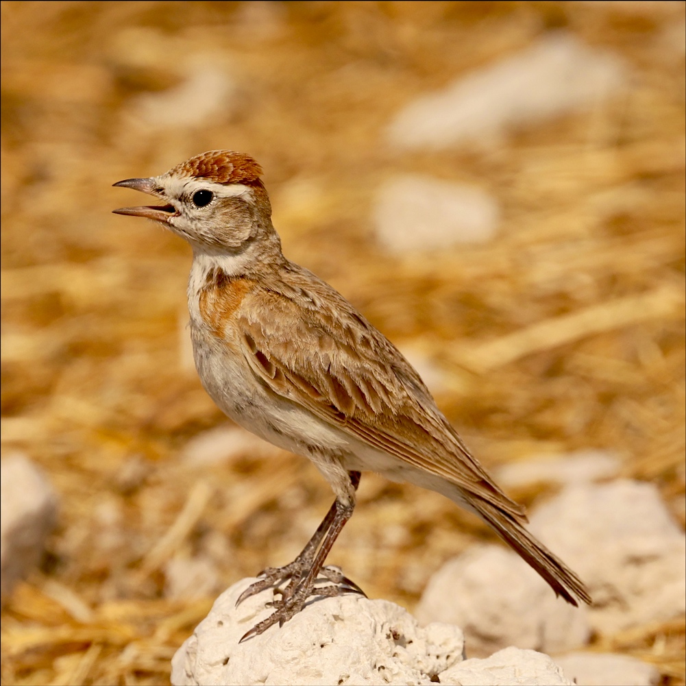 Red-capped Lark