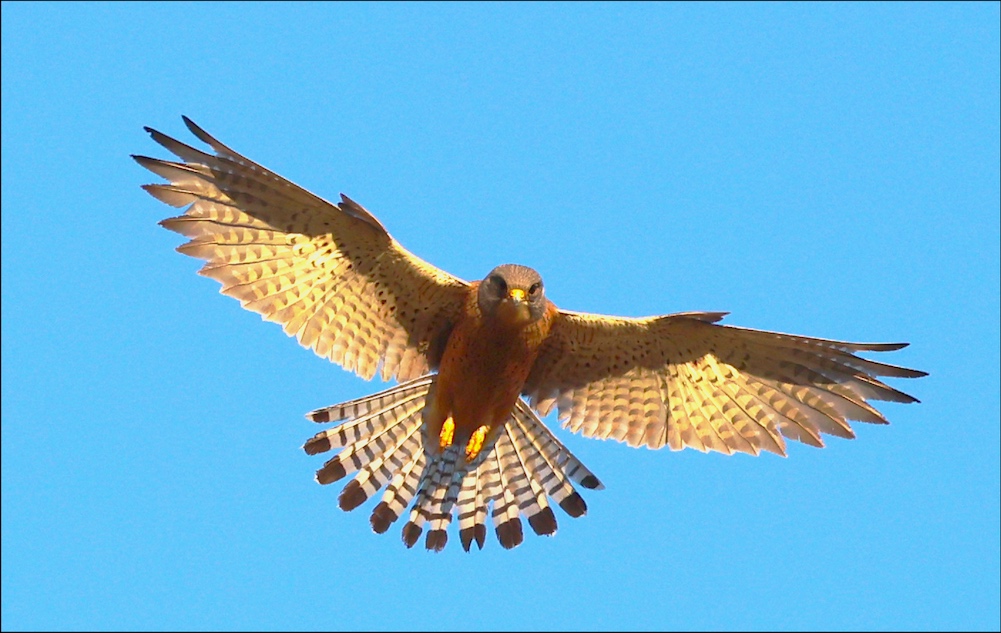 Rock Kestrel in flight