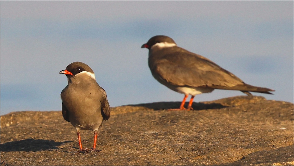Rock Pratincole pair on Okavango River