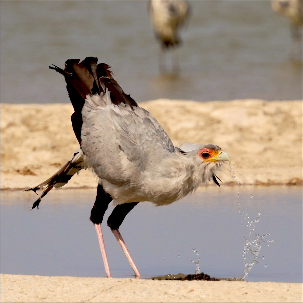 Secretarybird drinking from water hole