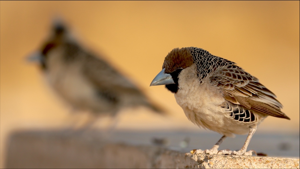 Sociable Weaver
