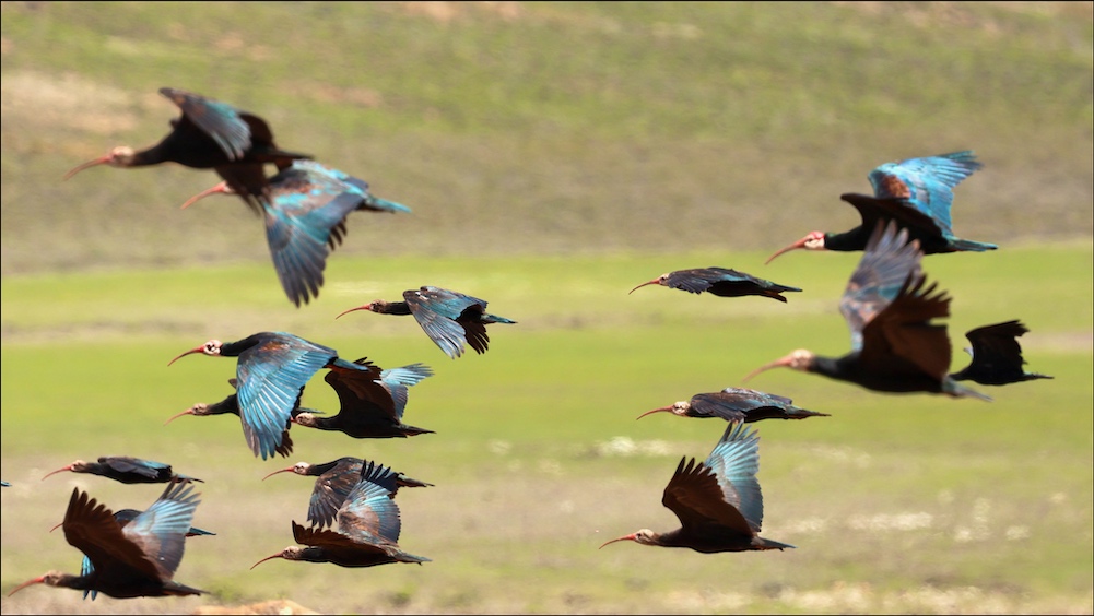 Southern Bald Ibis flock at Sani Top