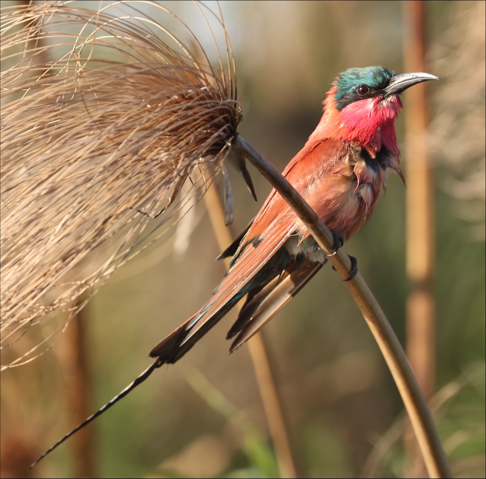 Southern Carmine Bee-eater